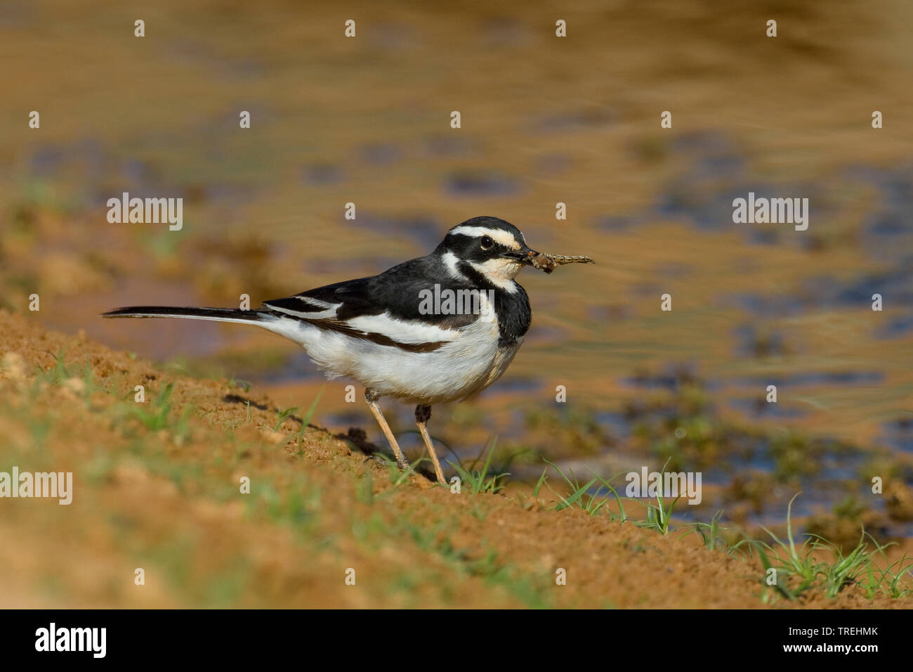 African pied Bachstelze (Motacilla aguimp), mit Beute in seiner Rechnung, Ägypten, Assuan Stockfoto