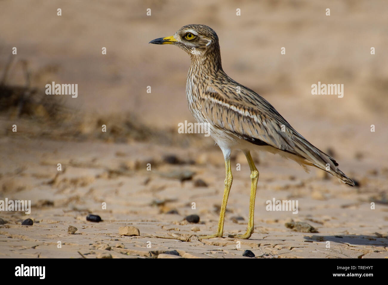Stein - Curlew (Burhinus oedicnemus), auf dem Boden, Ägypten, Mar Rosso, Shams Alam, Marsa Alam Stockfoto