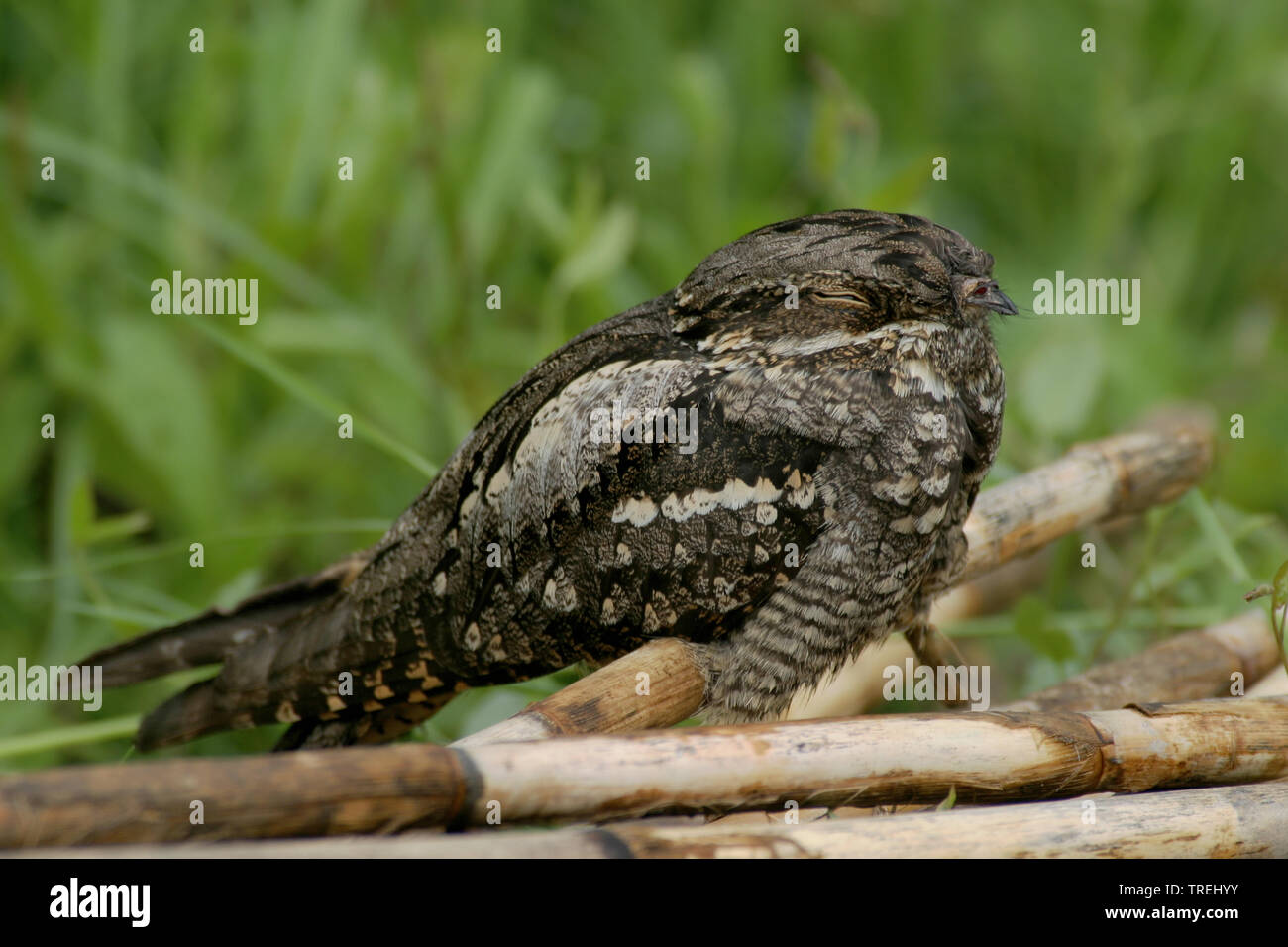 Europäische nightjar (Caprimulgus europaeus), sitzen auf den Waldboden, Italien Stockfoto