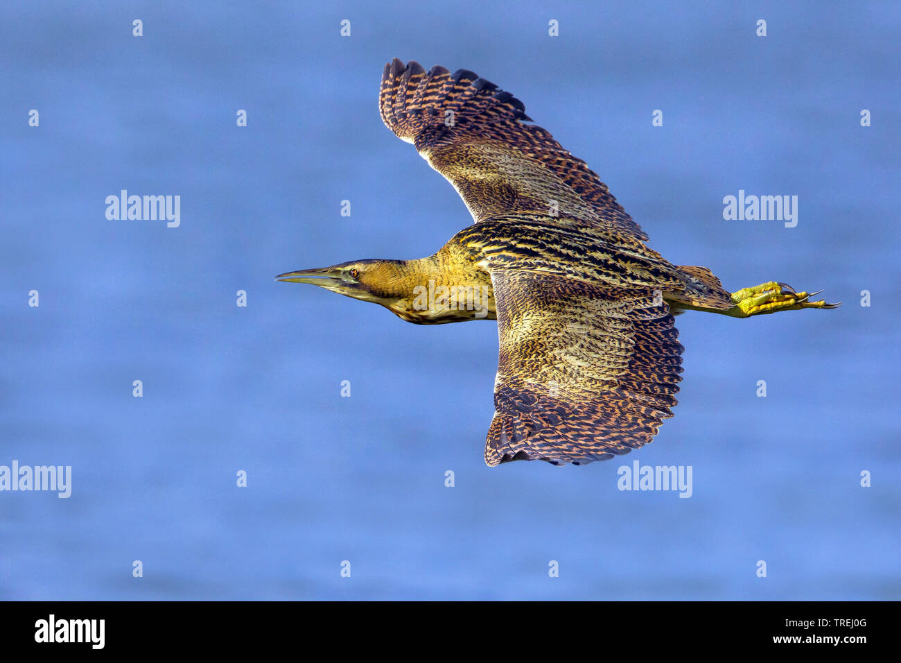 Eurasischen Rohrdommel (Botaurus stellaris), im Flug über Wasser, Italien Stockfoto