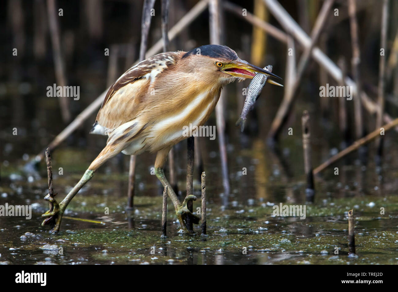 Wenig Rohrdommel (Ixobrychus minutus), mit Fisch, Italien Stockfoto