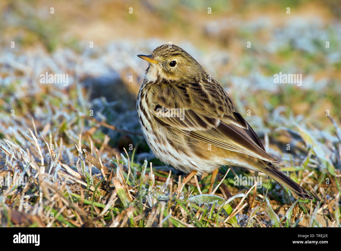 Wiesenpieper (Anthus pratensis), auf den Boden mit Raureif, Italien, Toskana Stockfoto