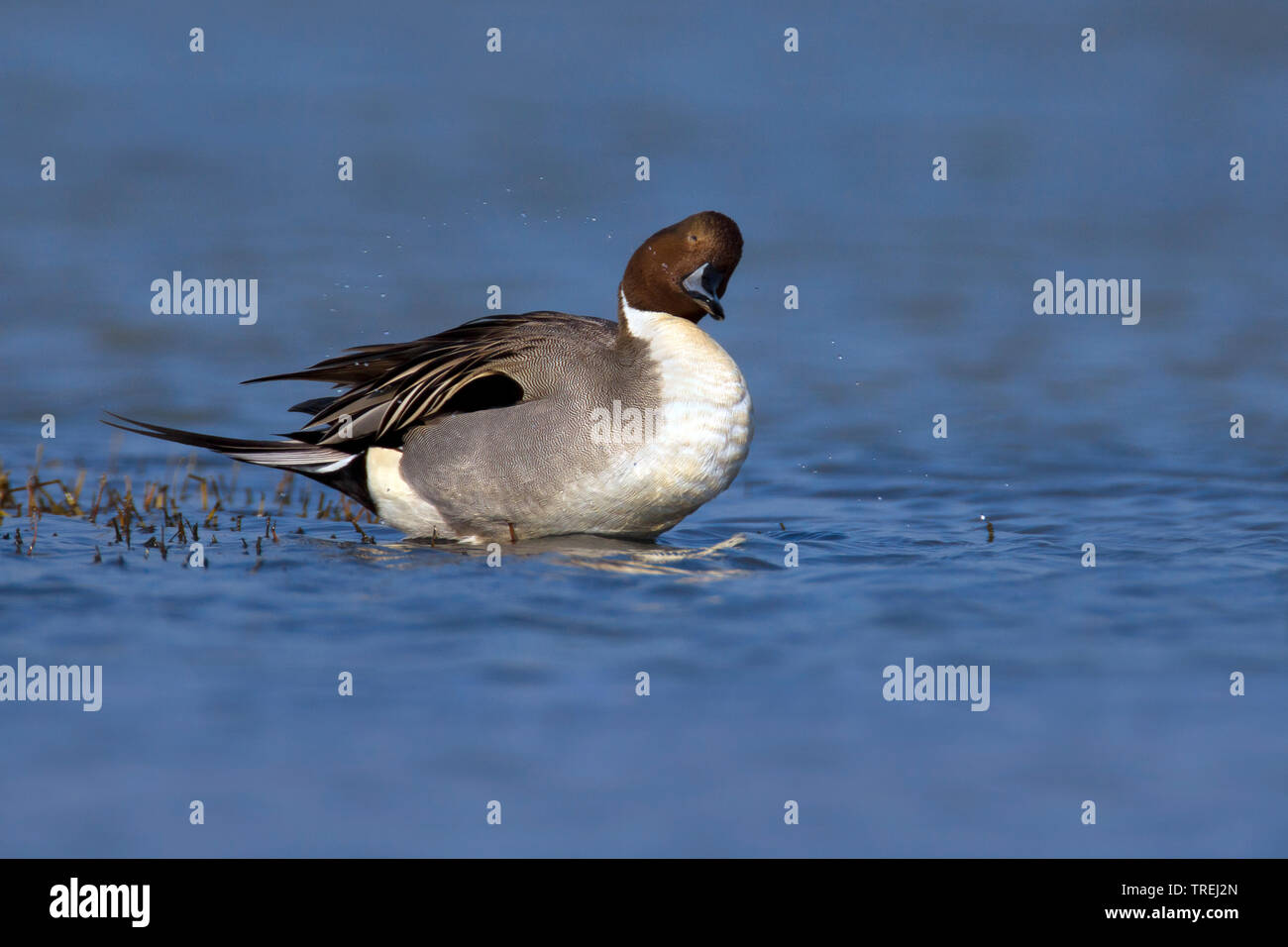 Northern pintail (Anas acuta), Drake seinen Kopf schüttelt, Italien Stockfoto