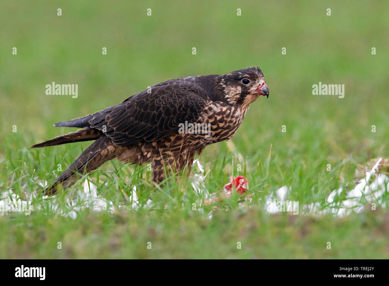 Wanderfalke (FALCO PEREGRINUS), im Flug, Italien Stockfoto