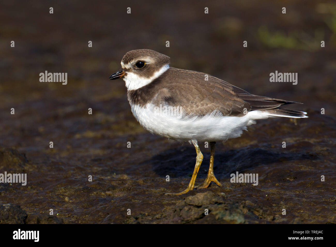 Semi-palmated plover (Charadrius semipalmatus), in der Gezeitenzone, Azoren, Terceira Stockfoto