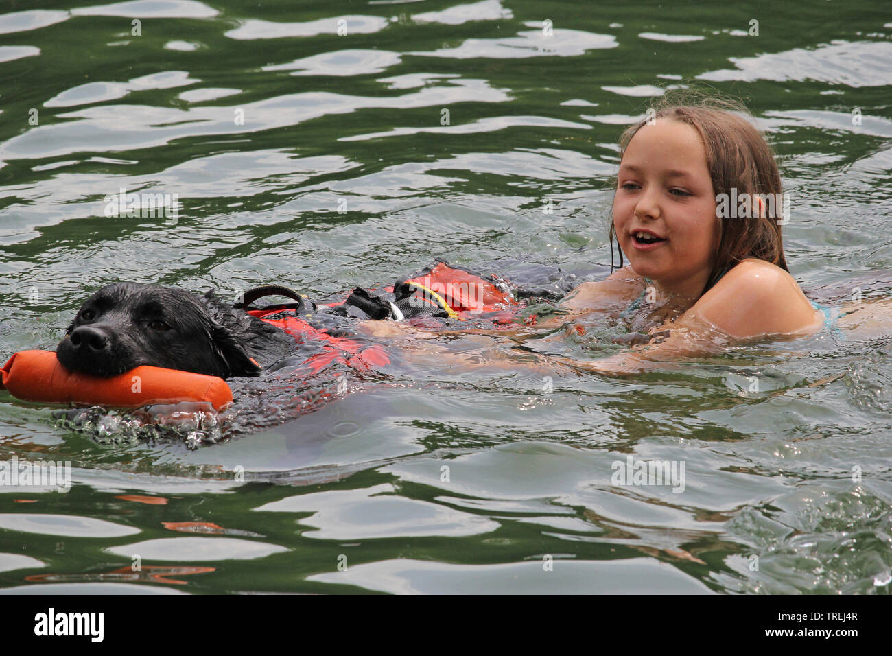 Labrador Retriever (Canis lupus f. familiaris), Wasser Rescue Dog in Aktion, Deutschland, Bayern Stockfoto