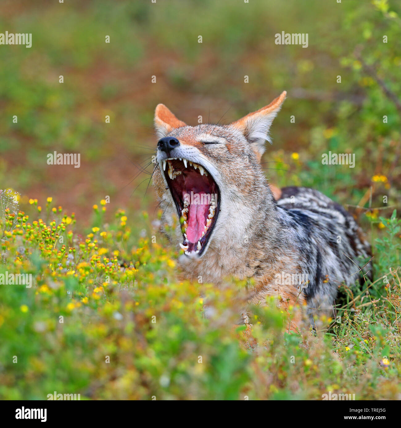 Black-backed Jackal (Canis mesomelas), Gähnen, Südafrika, Eastern Cape, Addo Elephant National Park Stockfoto