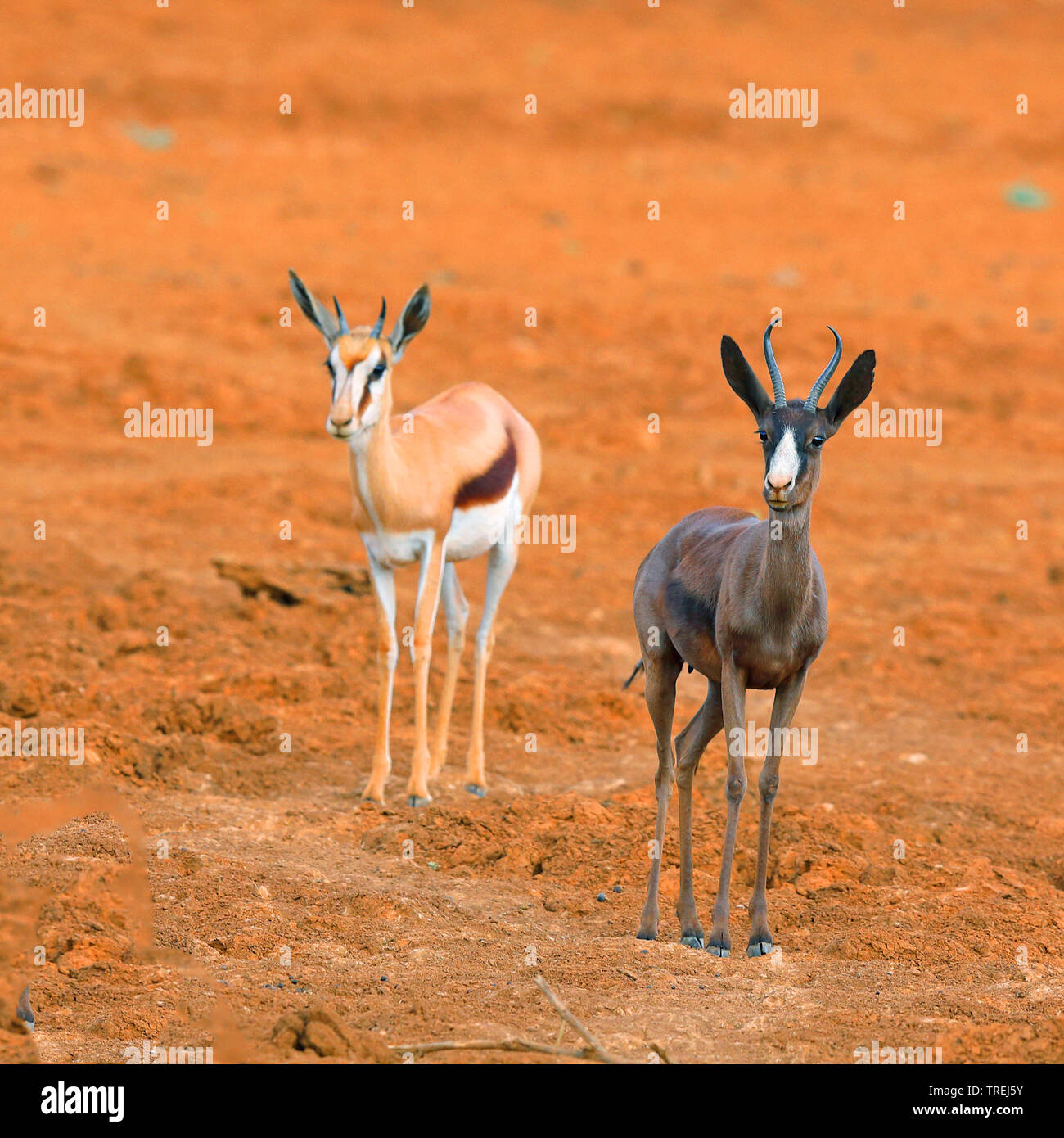 Springböcke, Springböcke (Antidorcas marsupialis), Dunkle morph neben einem normalen Farbige, Marokko, Mokala National Park Stockfoto