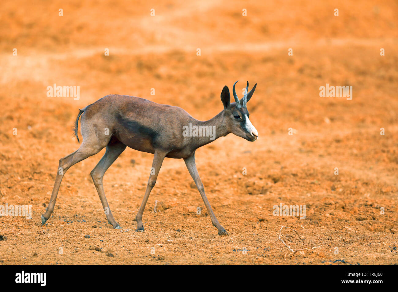 Springböcke, Springböcke (Antidorcas marsupialis), Dunkle morph Wandern, Marokko, Mokala National Park Stockfoto