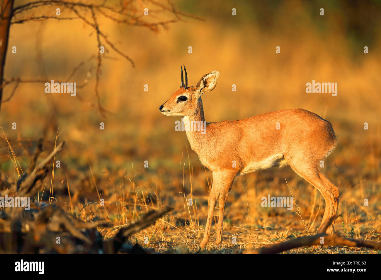 Steinböckchen (Raphicerus campestris), männlich steht in der Savanne, Südafrika, North West Provinz, Pilanesberg National Park Stockfoto