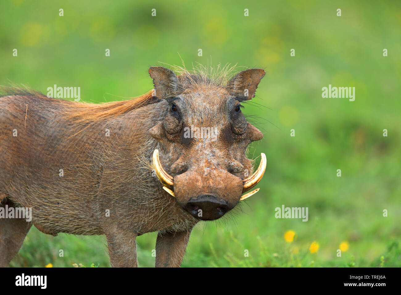 Gemeinsame Warzenschwein, savanna Warzenschwein (Phacochoerus africanus), steht im Grünland, Südafrika, Eastern Cape, Addo Elephant National Park Stockfoto