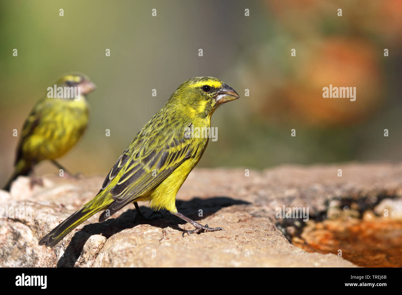 Wald Kanarienvogel (Serinus scotops), male auf einem Felsen, Südafrika, Kirstenbosch Stockfoto