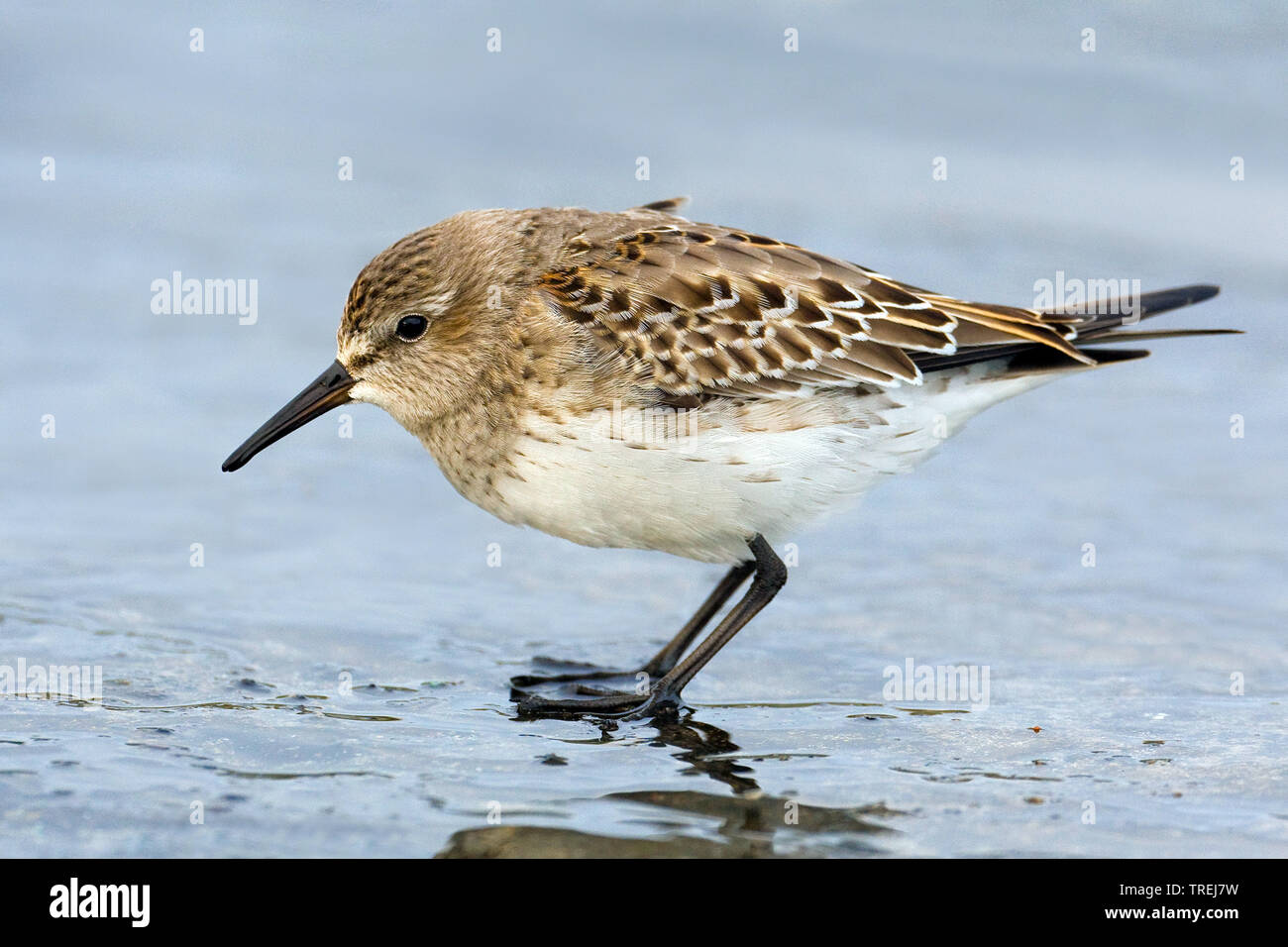 White-rumped Sandpiper (Calidris fuscicollis), am Ufer, Azoren Stockfoto