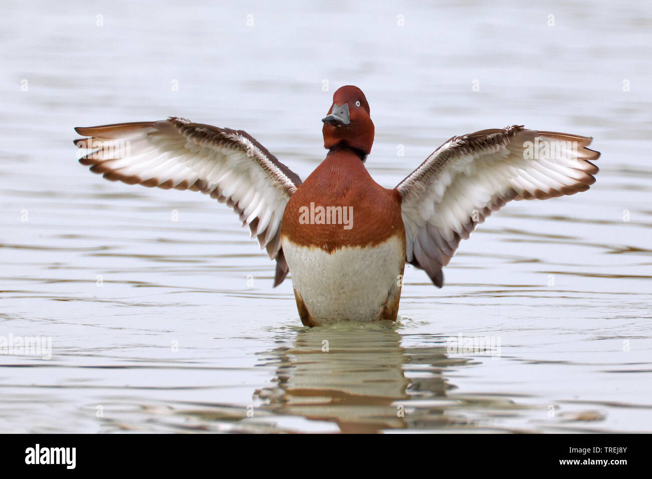 Moorente (Aythya nyroca), drake Schlagflügel, Italien Stockfoto