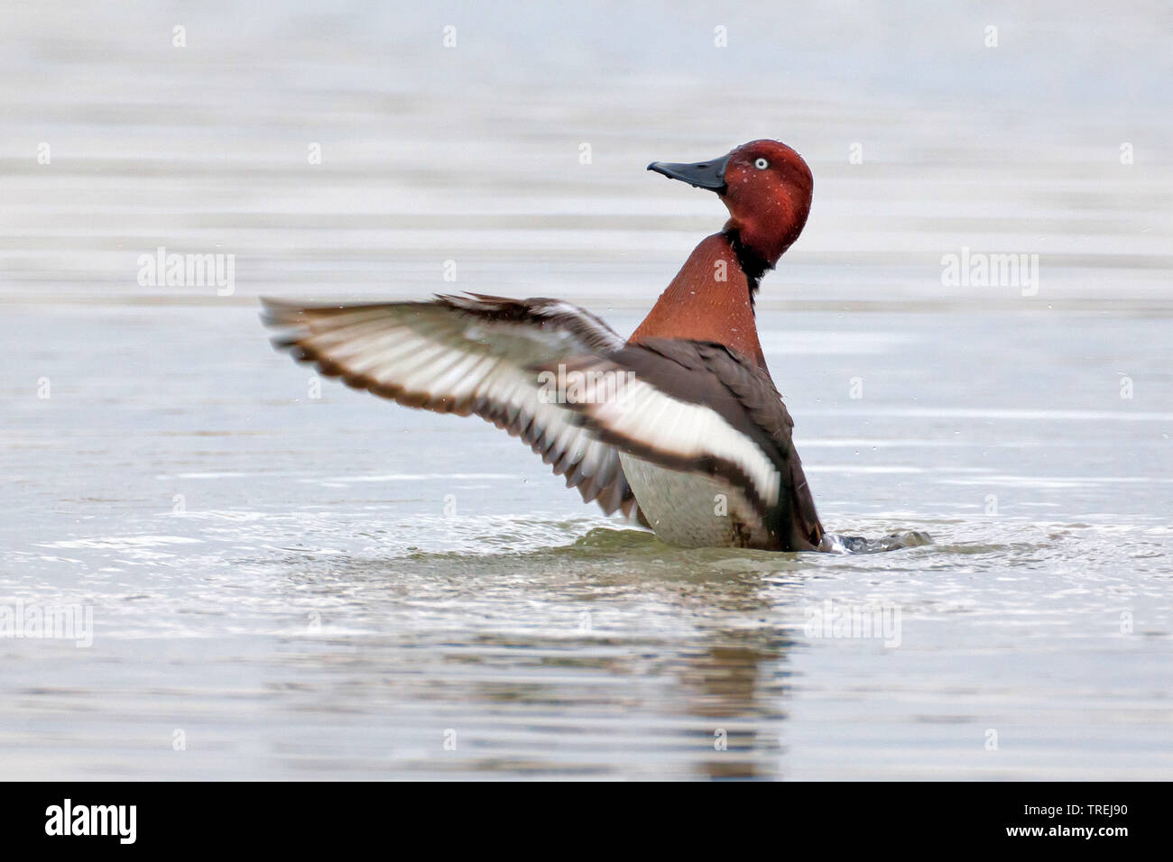 Moorente (Aythya nyroca), drake Schlagflügel, Italien Stockfoto