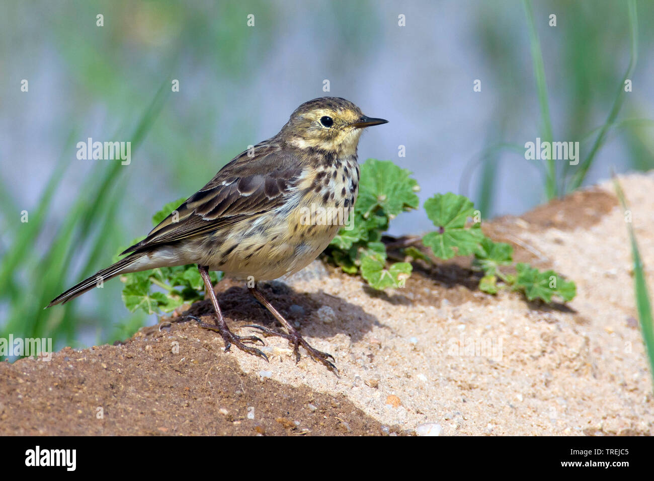 Buff-bellied pitpit (Anthus rubescens), auf dem Boden, Kuwait Stockfoto