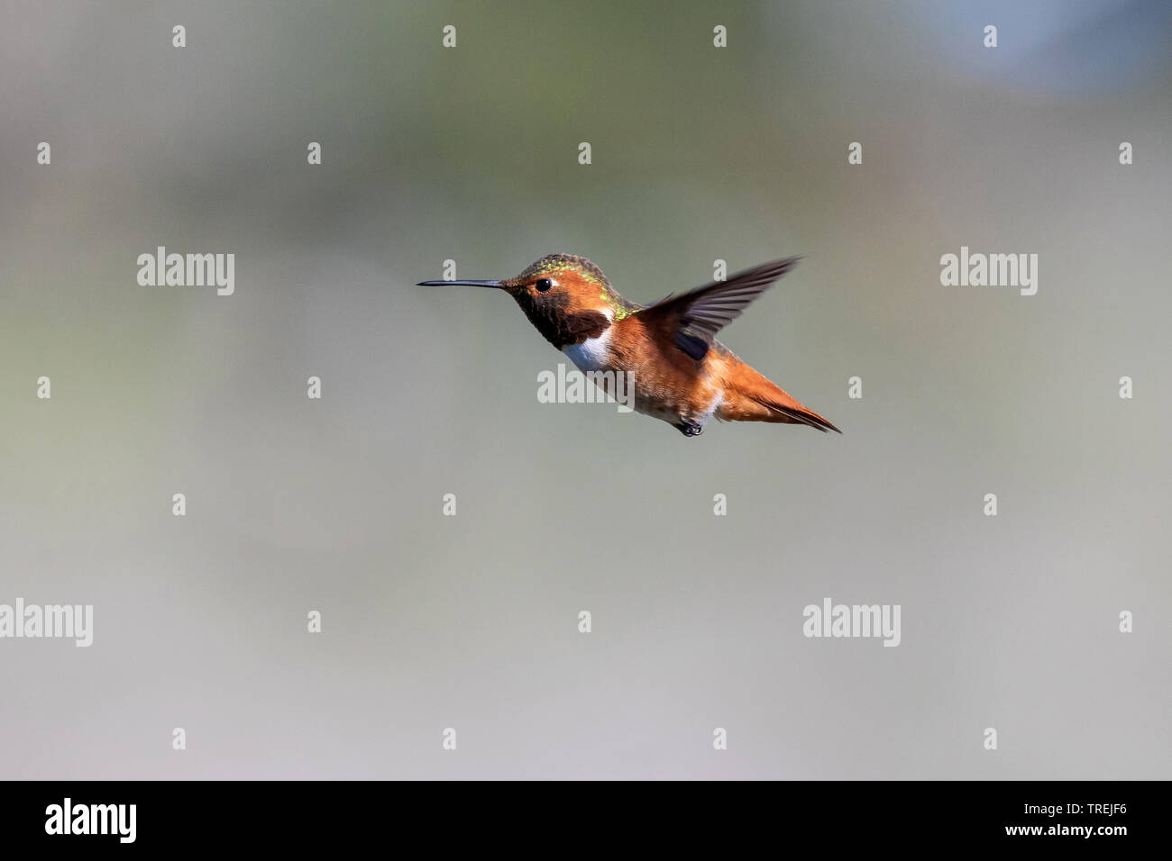Allens Kolibri (Selasphorus sasin), männlich im Flug, USA, Kalifornien, Crystal Cove State Park, Irvine Stockfoto