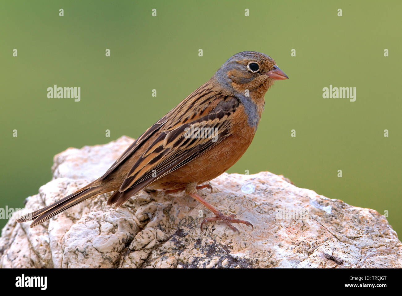 Cretzschmar's Bunting (Emberiza caesia), auf einem Felsen, Türkei Stockfoto