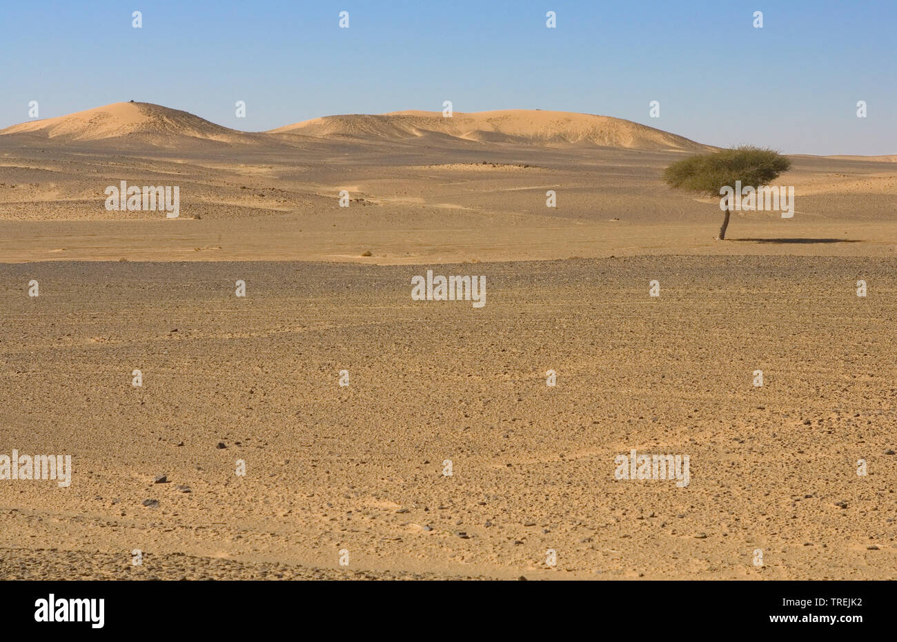 Einzelnen Baum in der Landschaft der Wüste von Erg Chebbi, Marokko, Fes Stockfoto