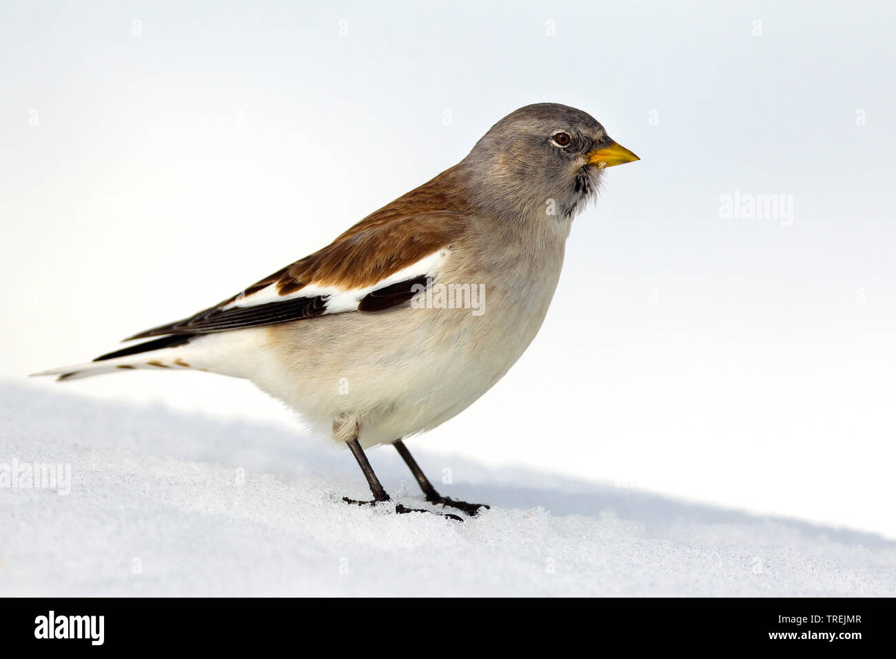 White-winged Schneefink (Montifringilla nivalis), männlich im Schnee, Seitenansicht, Italien Stockfoto