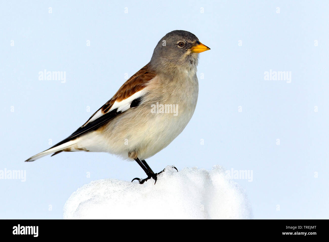 White-winged Schneefink (Montifringilla nivalis), männlich im Schnee, Seitenansicht, Italien Stockfoto