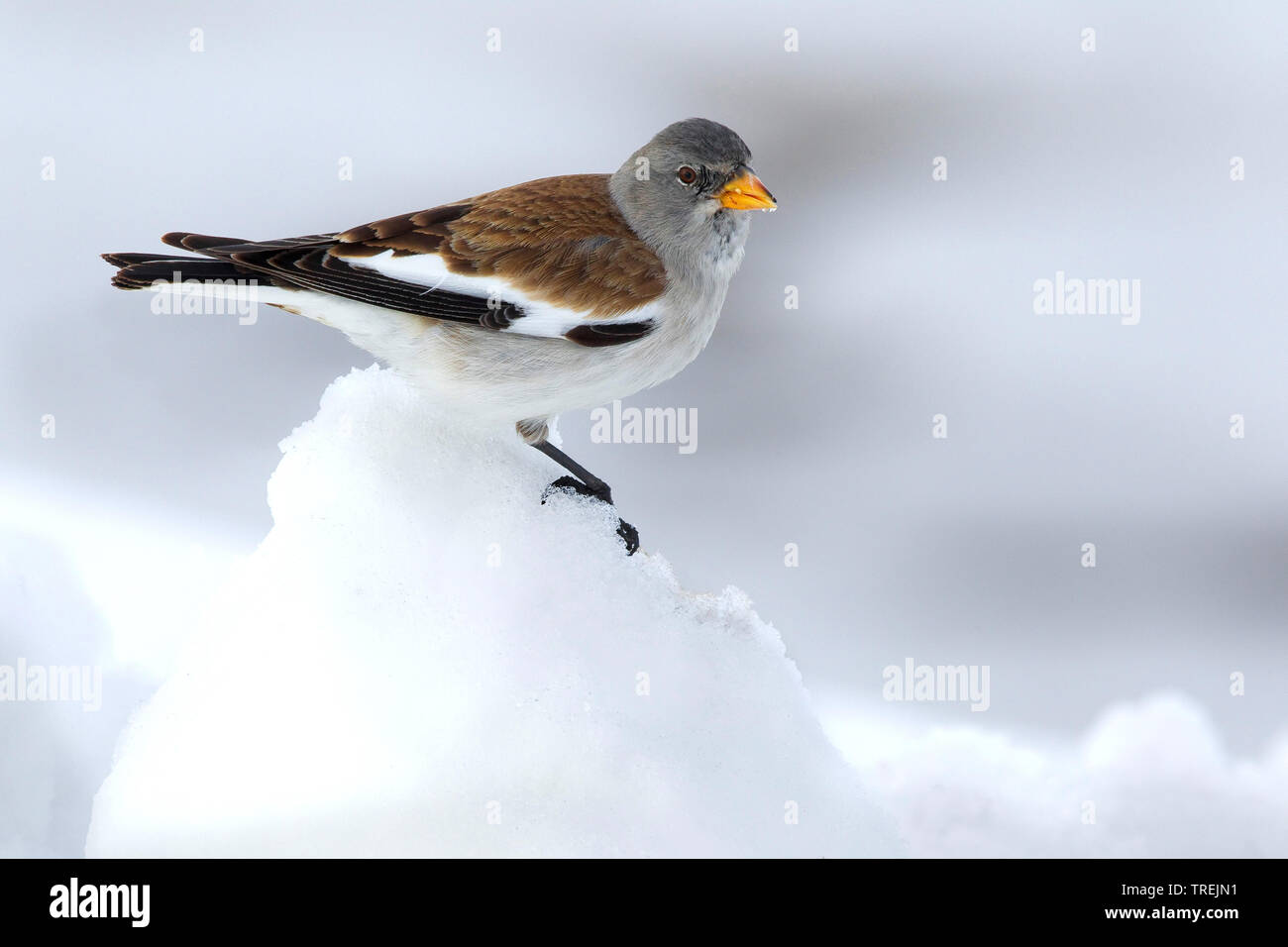 White-winged Schneefink (Montifringilla nivalis), männlich im Schnee, Seitenansicht, Italien Stockfoto