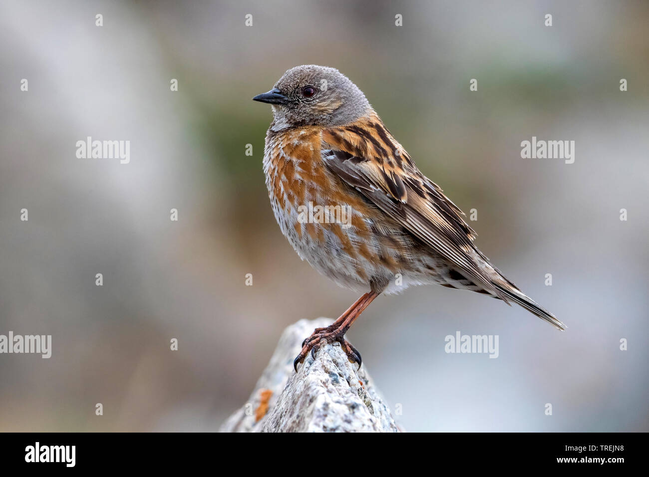 Himalayan accentor (Prunella himalayana), auf einem Felsen, Kasachstan, Ile Alatau Nationalpark Stockfoto