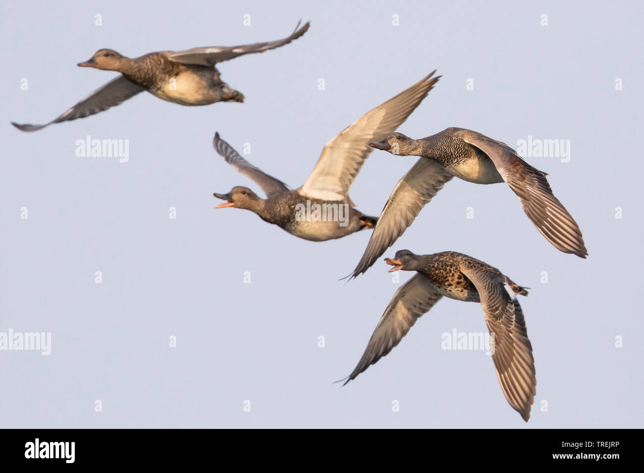 Schnatterente (Anas strepera, Mareca strepera), kleine Herde im Flug, Deutschland Stockfoto