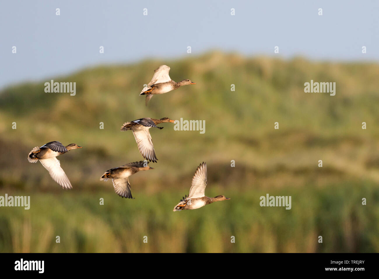 Schnatterente (Anas strepera, Mareca strepera), kleine Herde im Flug, Deutschland Stockfoto