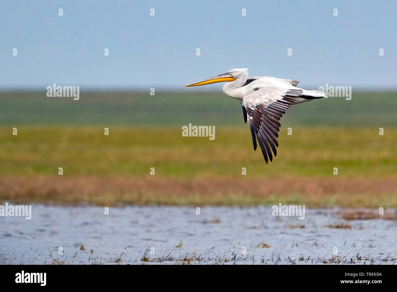 Krauskopfpelikan (Pelecanus crispus), Fliegende, Kasachstan, Astana Stockfoto