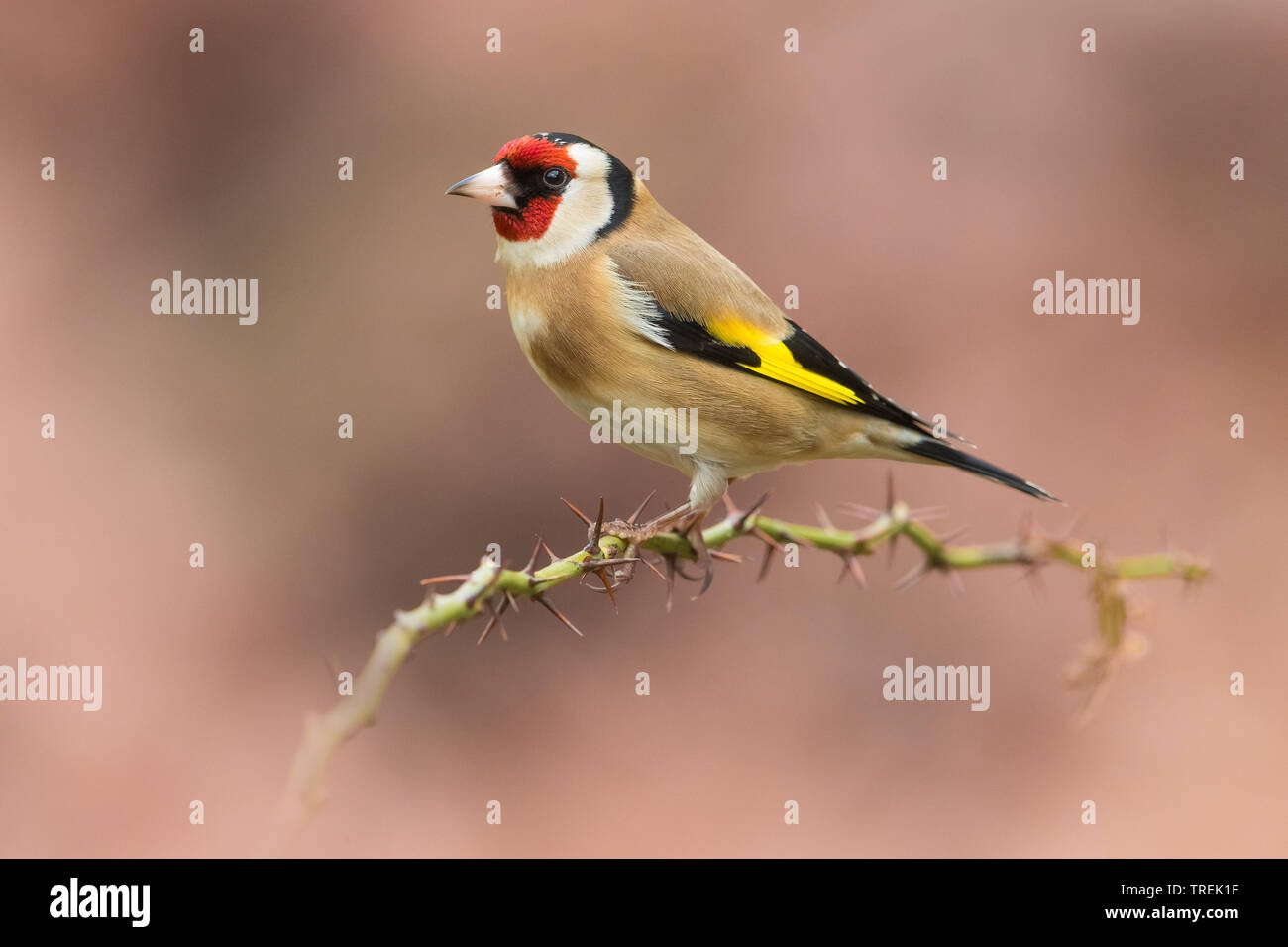 Eurasischen Stieglitz (Carduelis carduelis), männlich hocken auf einem dornigen Zweig, Seitenansicht, Italien Stockfoto