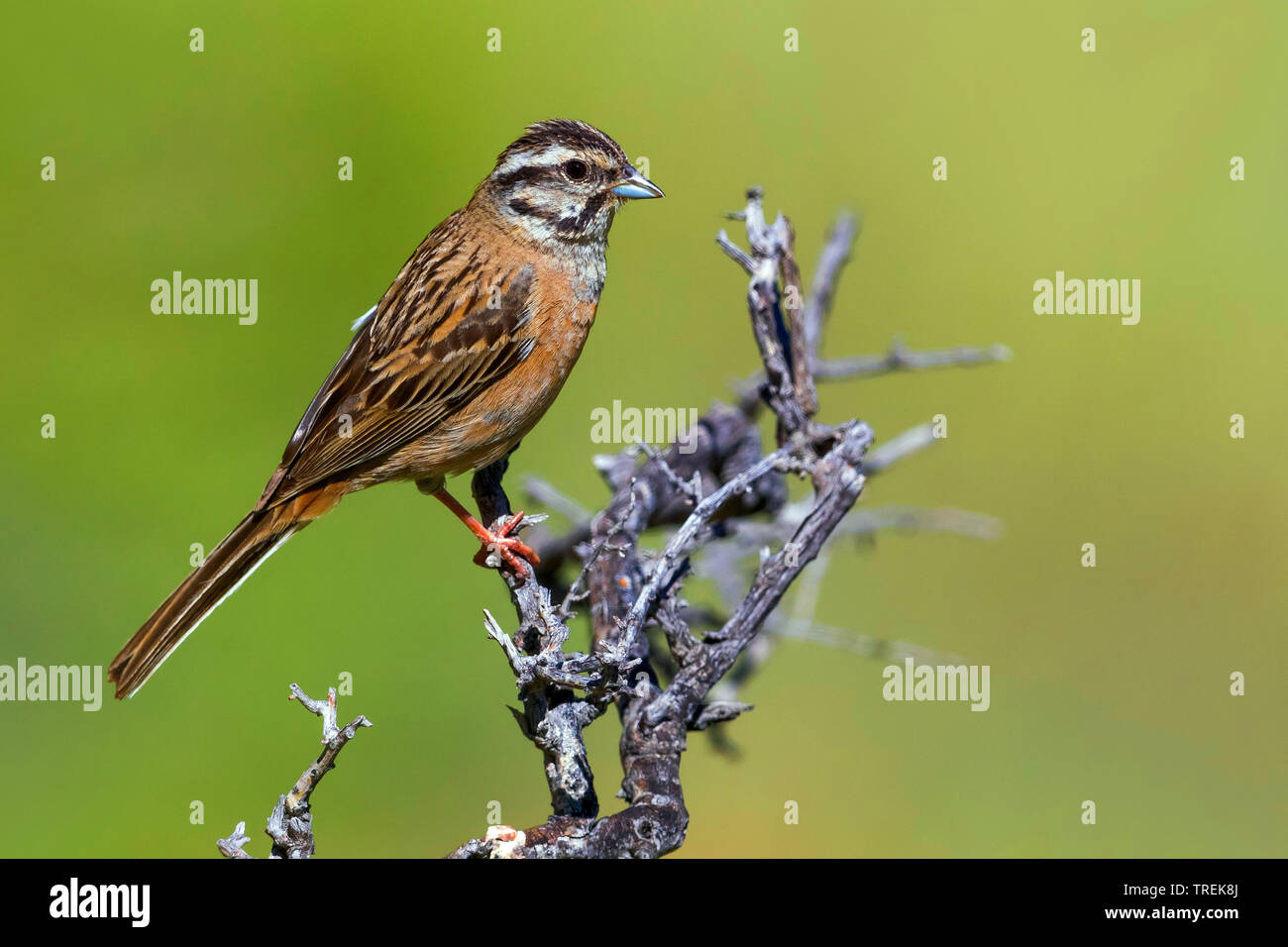 Zippammer (Emberiza cia), auf einem Zweig, Kasachstan, Almaty Stockfoto