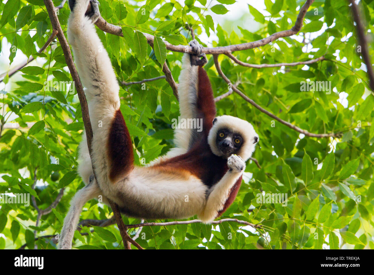 Coquerel der Sifaka (Propithecus coquereli), hängen und Essen, Madagaskar Stockfoto