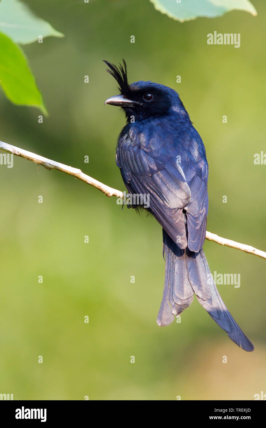 Crested Drongo, Dicrurus forficatus (Dicrurus forficatus), über die Schulter schauen, Madagaskar Stockfoto