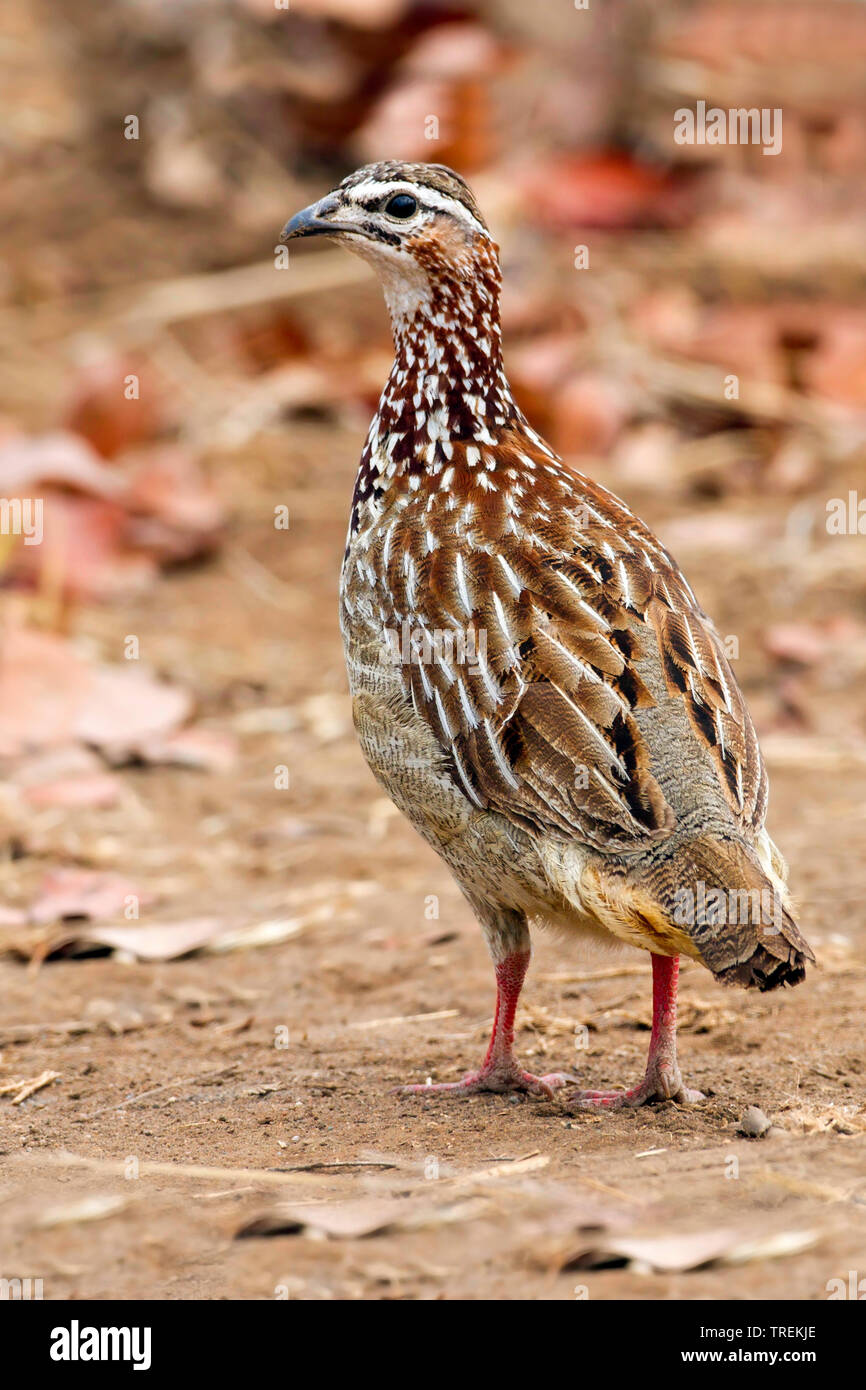 Crested francolin (Francolinus sephaena, Dendroperdix sephaena), über seine Schulter, Afrika Stockfoto