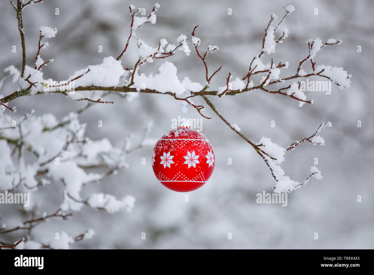 Christmas Ball an einem verschneiten Zweig, Schweiz Stockfoto