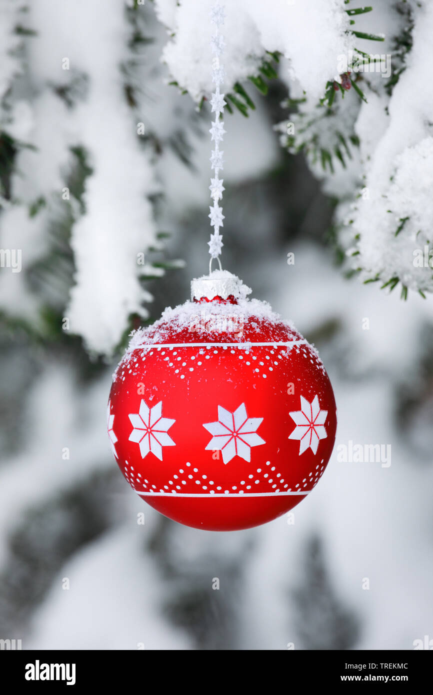 Christmas Ball an einem verschneiten Zweig, Fichte, Schweiz Stockfoto