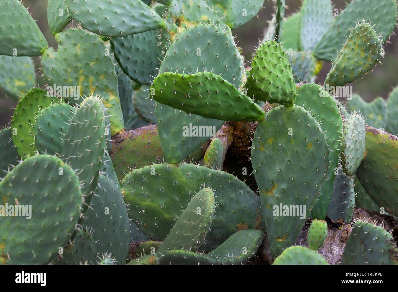 Indische Feige, Feigenkaktus (Opuntia ficus-indica, Opuntia ficus-barbarica), Spanien Stockfoto