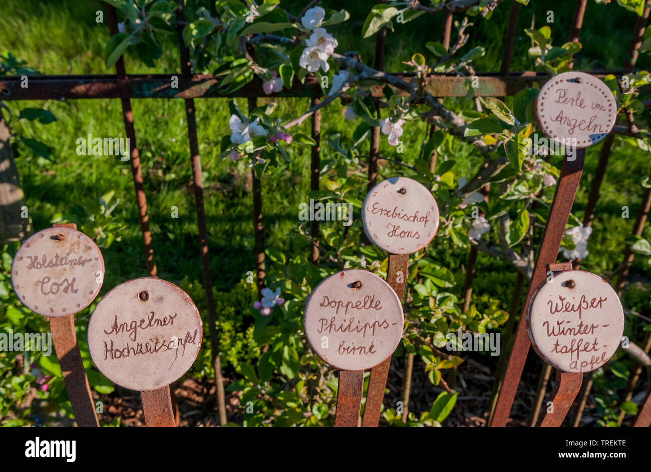 Die Beschriftungen der alten Obstbaum Sorten, Deutschland Stockfoto