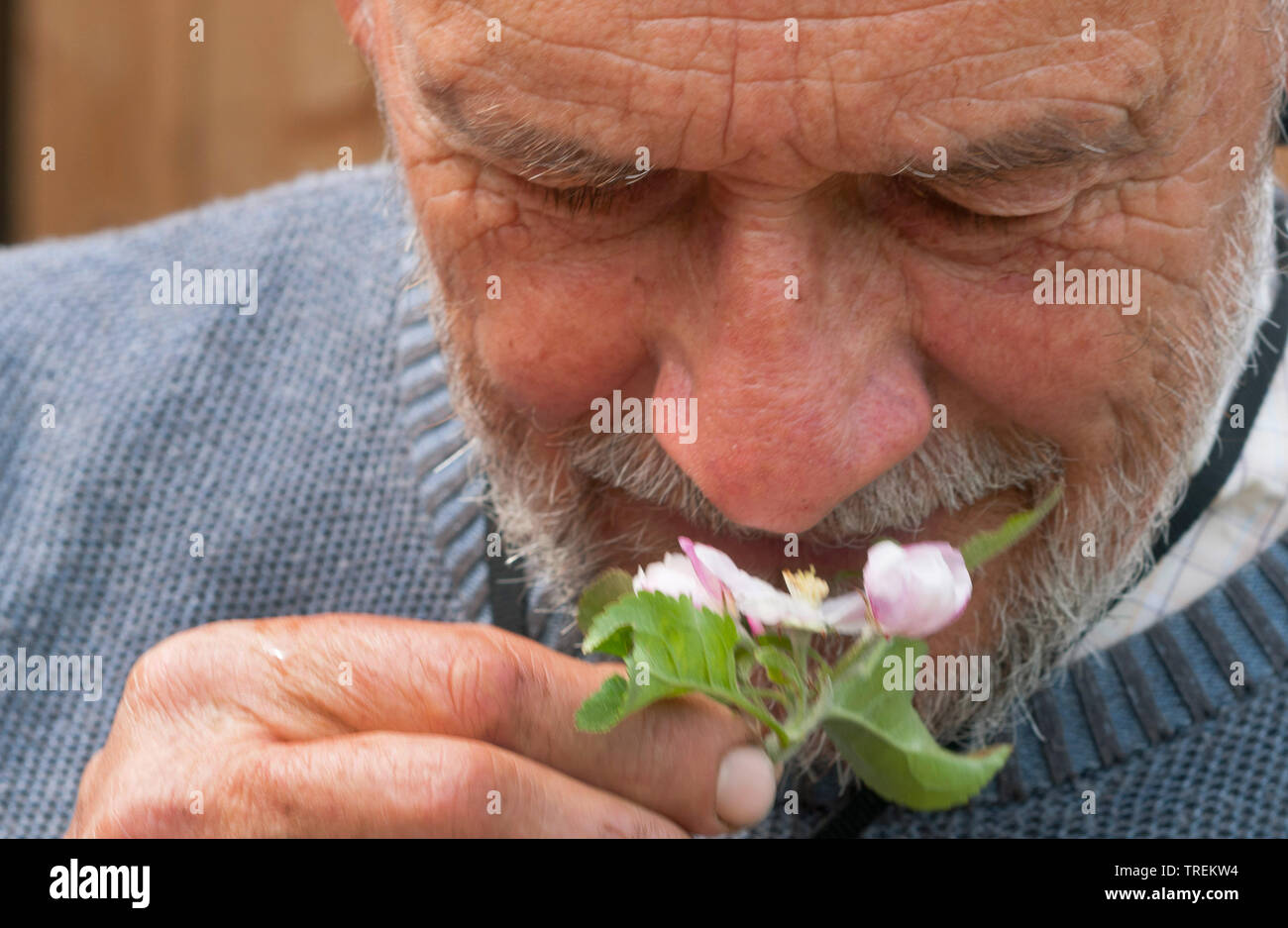 Apfelbaum (Malus Domestica), Mann riechen in einem Apple Blossom, Deutschland Stockfoto