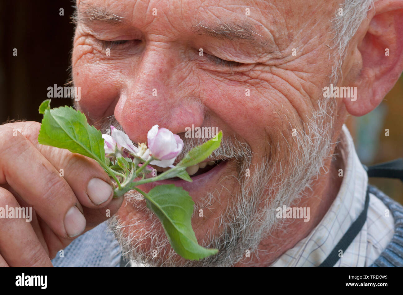 Apfelbaum (Malus Domestica), Mann riechen in einem Apple Blossom, Deutschland Stockfoto