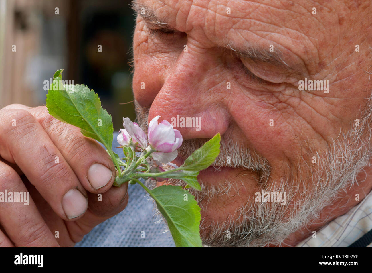 Apfelbaum (Malus Domestica), Mann riechen in einem Apple Blossom, Deutschland Stockfoto