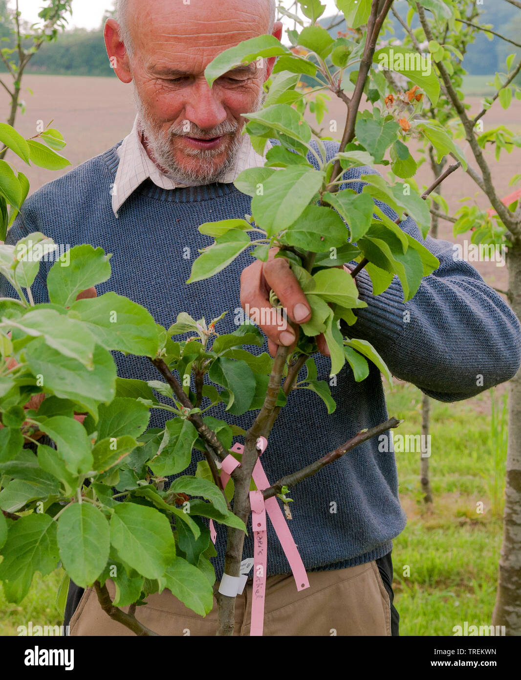 Apfelbaum (Malus Domestica), mal Kontrolle Obstbäumen in einem Kinderzimmer, Deutschland Stockfoto