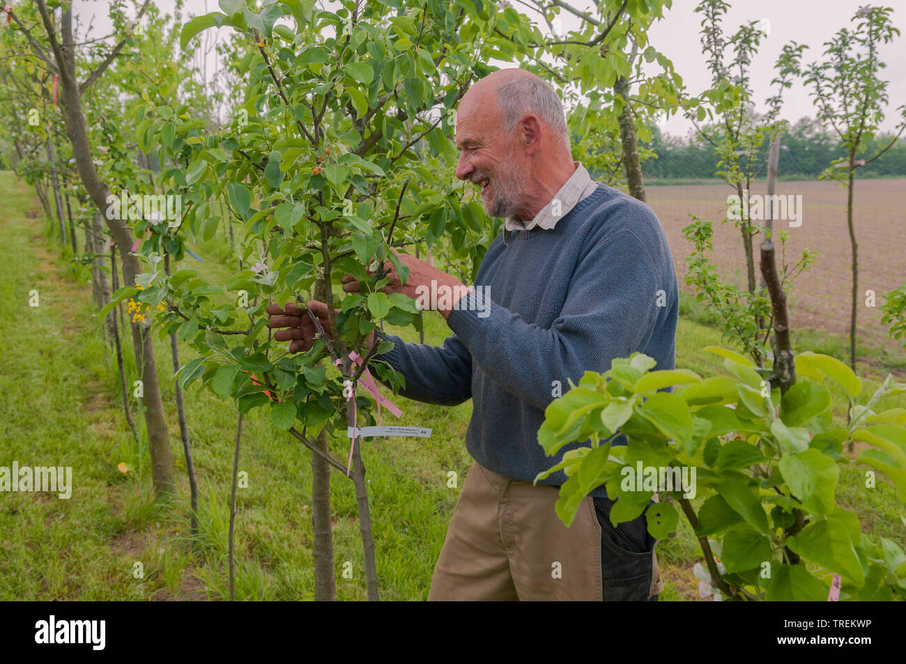 Apfelbaum (Malus Domestica), mal Kontrolle Obstbäumen in einem Kinderzimmer, Deutschland Stockfoto