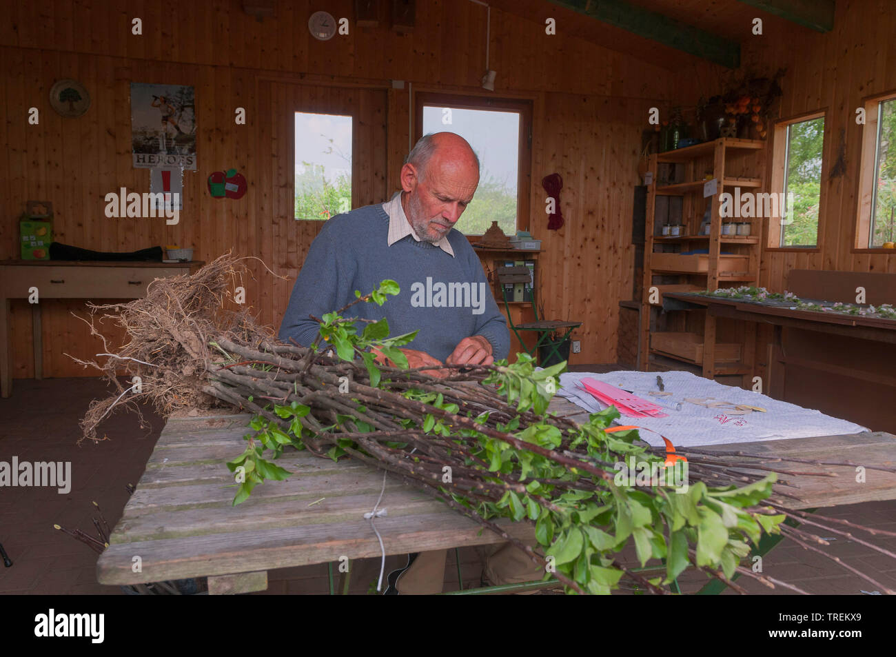 Apfelbaum (Malus Domestica), Gärtner Stecklinge Vorbereitung mit Wurzeln in einem Topf für Verkauf, Deutschland Stockfoto