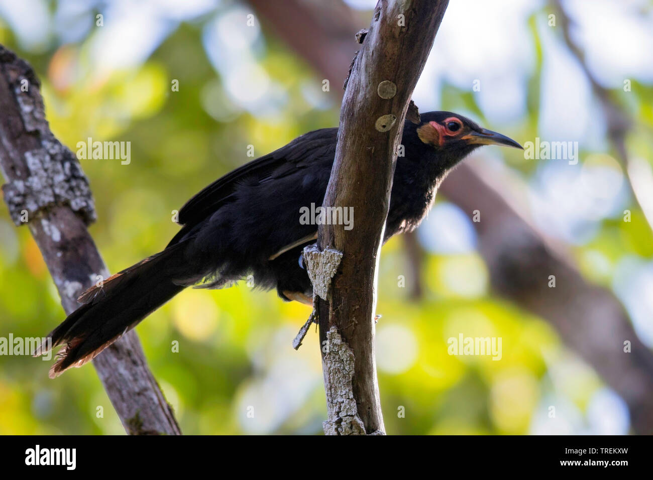 Red-faced honeyeater (Gymnomyza aubryana), eine vom Aussterben bedroht neue Caledonian endemische Vogelarten, Neukaledonien Stockfoto