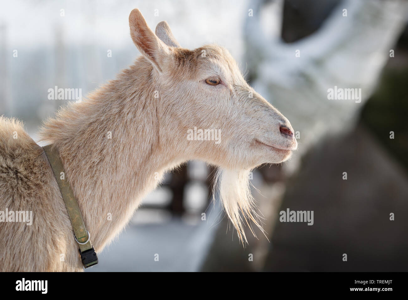 Weiße Ziege mit Bart in weiss Winter Hintergrund Stockfoto