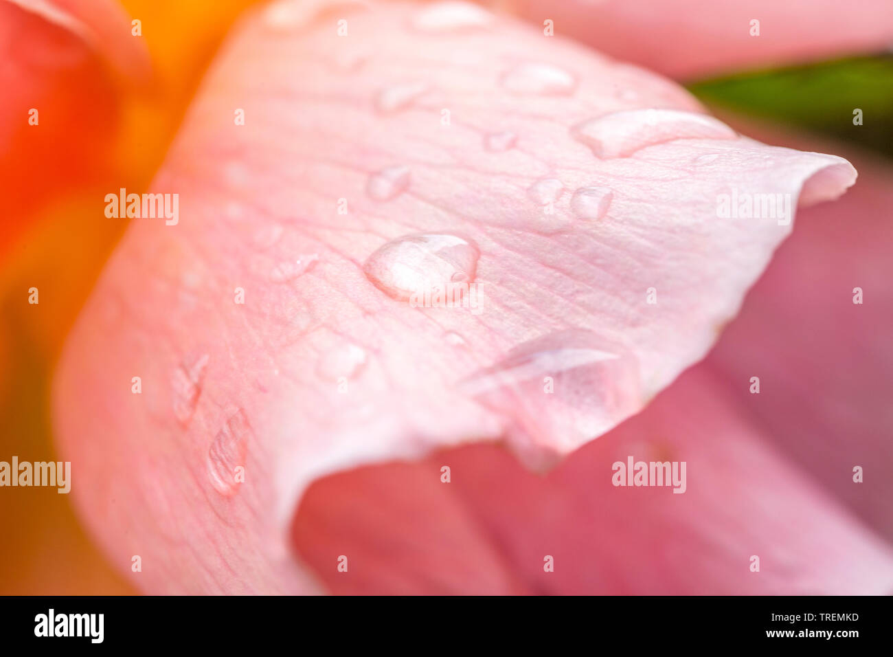Nahaufnahme/Makro einer peachy farbige Rosenblüte nach Regen. Stockfoto