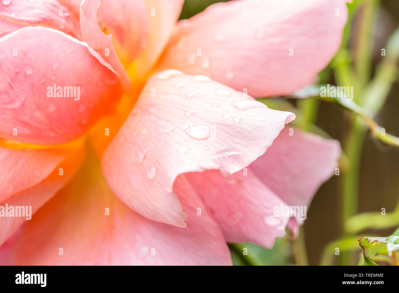 Nahaufnahme/Makro einer peachy farbige Rosenblüte nach Regen. Stockfoto
