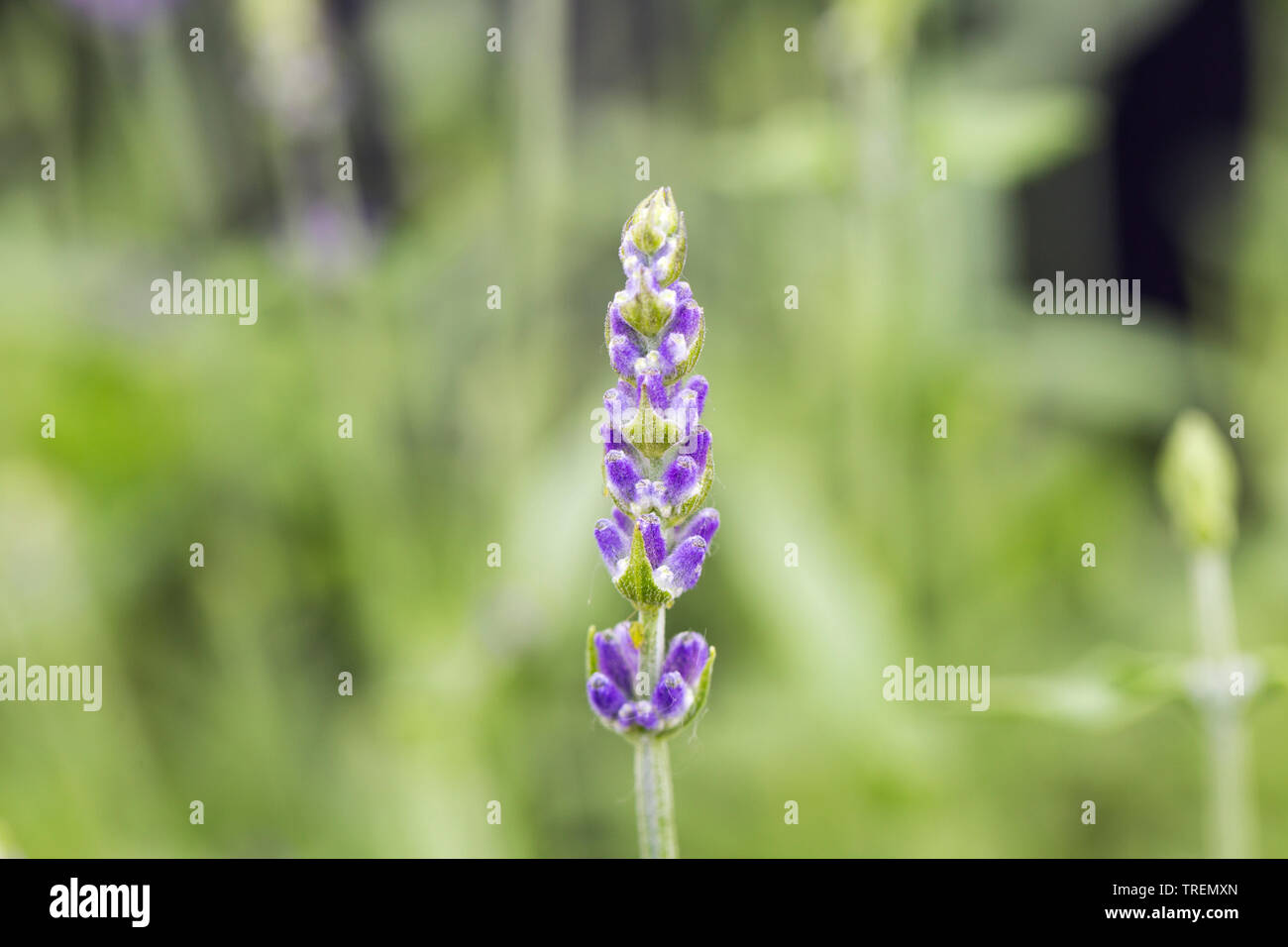 Makro / Close-up Lavendel Blume Spike Stockfoto
